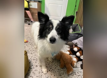 Jerry SR- Gutmütiger Sonnenschein sucht Zuhause