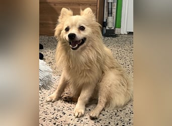 Maddox SR - Kuschelbär möchte Auftauen