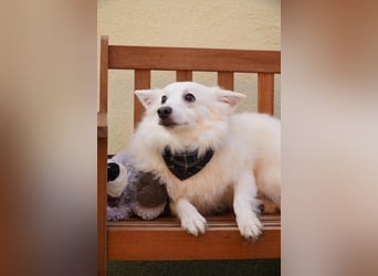 Timm-SR – Schatz sucht Liebe und Vertrauen!