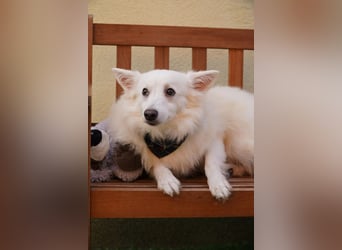 Timm-SR – Schatz sucht Liebe und Vertrauen!