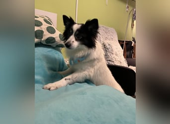 Jerry SR- Gutmütiger Sonnenschein sucht Zuhause