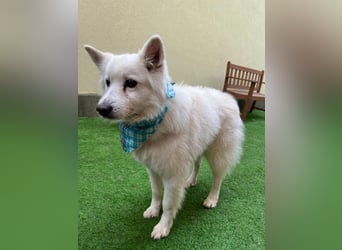 Kody SR- Gelassener Gentleman sucht sein Glück!