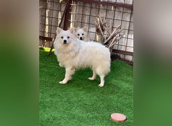 Ted SR – Sensibler Spitz sucht einfühlsames Zuhause