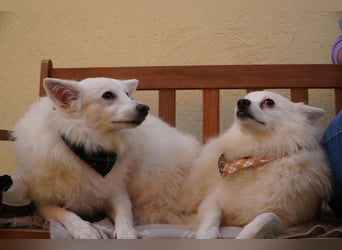 Timm-SR – Schatz sucht Liebe und Vertrauen!