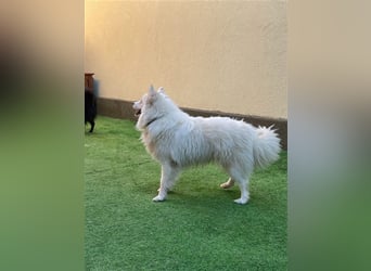 Ted, schüchterner und liebenswerter Mittelspitz, geb. 03/2022