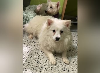 Ted, schüchterner und liebenswerter Mittelspitz, geb. 03/2022