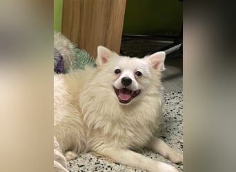 Ted, schüchterner und liebenswerter Mittelspitz, geb. 03/2022