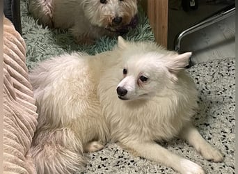 Ted, schüchterner und liebenswerter Mittelspitz, geb. 03/2022