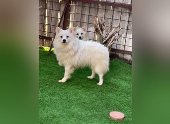 Ted, schüchterner und liebenswerter Mittelspitz, geb. 03/2022