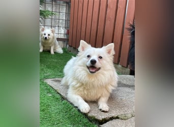 Ted, schüchterner und liebenswerter Mittelspitz, geb. 03/2022