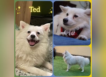 Ted, schüchterner und liebenswerter Mittelspitz, geb. 03/2022