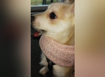 Diego 1 - verspielt, freundlich in 61191 Rosbach