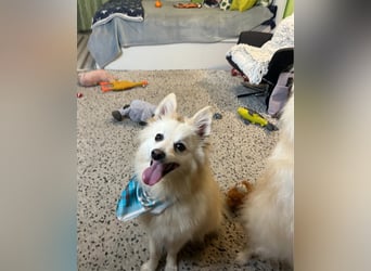 Lio SR - verkuschelt, lieb