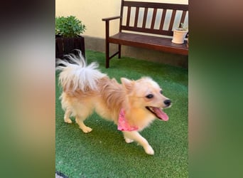 Hella SR - verträglich, freundlich