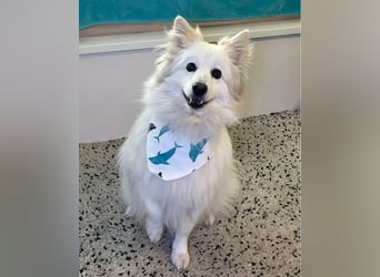 Brutus SR - zurückhaltend