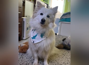 Brutus SR - zurückhaltend