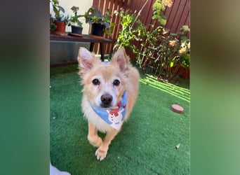 Barney SR - ruhig, verträglich