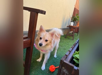 Hella SR - verträglich, freundlich