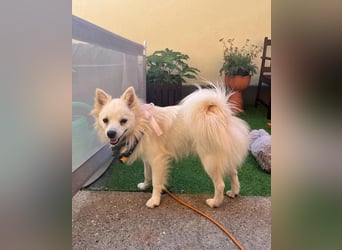 Jeremy SR - verträglich, verspielt