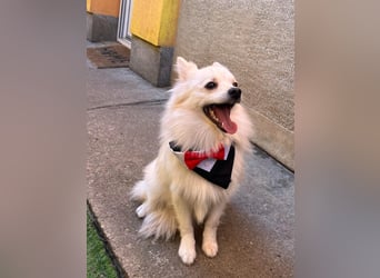 Jeremy SR - verträglich, verspielt