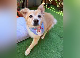 Barney SR - ruhig, verträglich