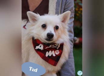 Ted SR - sucht ein Zuhause