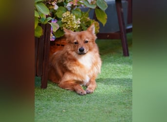 Leo SR, freundlich und ruhig