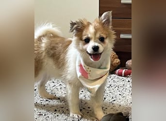 Debby SR - freundlich, verspielt