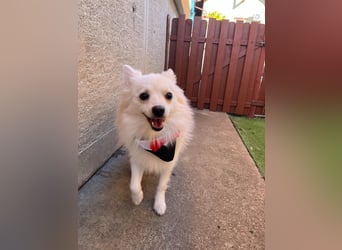 Jeremy SR - verträglich, verspielt