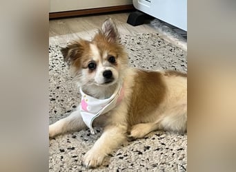 Debby SR - freundlich, verspielt