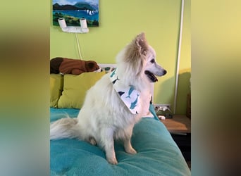 Brutus SR - zurückhaltend