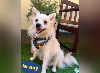 Jeremy SR - verträglich, verspielt