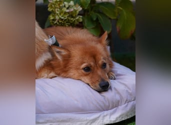 Leo SR, freundlich und ruhig