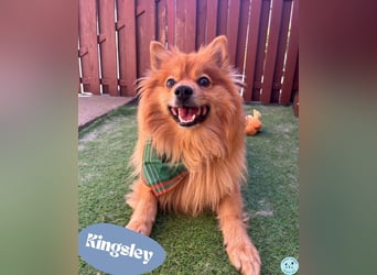 Kingsley - ruhig und angenehm