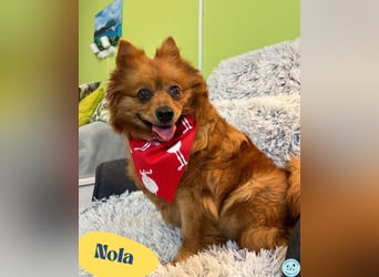 Nola SR - aufgeschlossen, neugierig