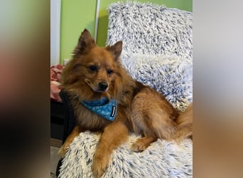 Arthur SR - freundlich, aufgeschlossen