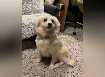 Eevee SR - verspielt, verträglich