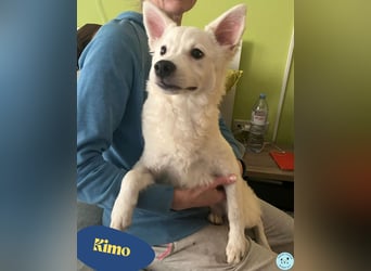 Kimo SR - freundlich, aktiv, neugierig