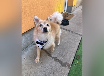 Barney SR - ruhig, verträglich