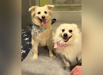 Eevee SR - verspielt, verträglich