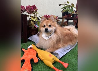 Yumo SR - aufgeschlossen, verträglich