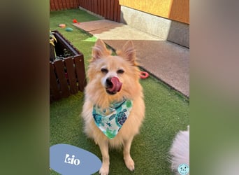 Lio SR - verkuschelt, lieb