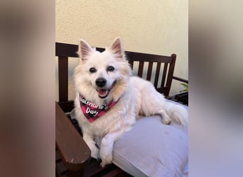 Ariel SR, ein liebenswertes Mädchen