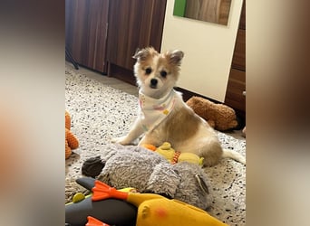 Debby SR - freundlich, verspielt