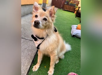 Barney SR - ruhig, verträglich