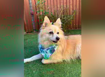 Lio SR - verkuschelt, lieb