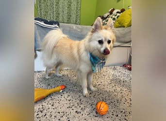 Lio SR - verkuschelt, lieb