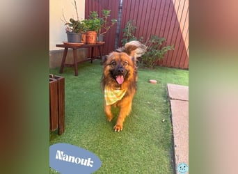Nanouk - lieb, freundlich