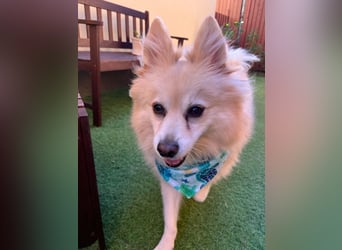 Lio SR - verkuschelt, lieb