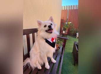 Jeremy SR - verträglich, verspielt